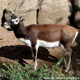 Black Buck