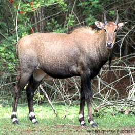Nilgai Bull