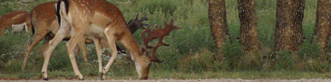 Book a Texas Hunt Book a Texas Hunt