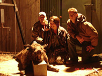 Wild Pig Hunting in Texas